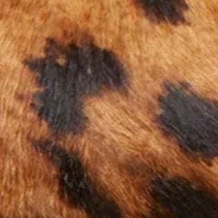 Buckle Shoe in Large Savana Leopard Calf Hair