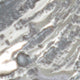 Oyster Shell Belt Buckle in Sterling Silver
