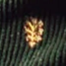 Tree of Life Embroidered Corduroy