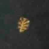 Lindy Trouser in Tree Of Life Embroidered Stretch Cord